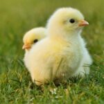 chick, easter chick, easter-5014152.jpg