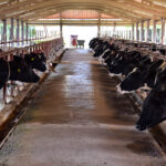 Cows on farm. Interior of the cow farm