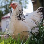 chicken, hen, animal-7250071.jpg