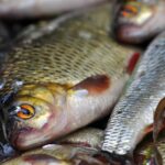 fish, food, wet market-7546131.jpg