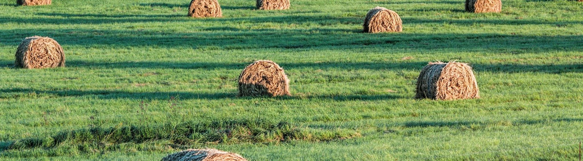 Bales of Wheat