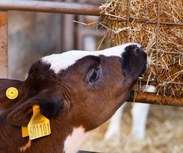 Cow Feeding