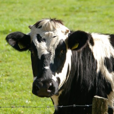 Dairy Cattle