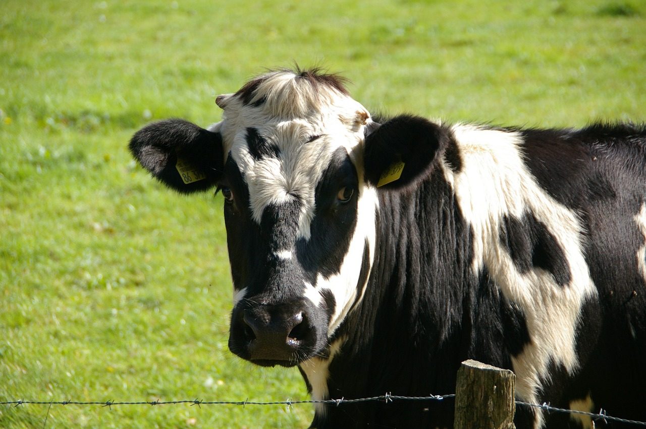 Dairy Cattle