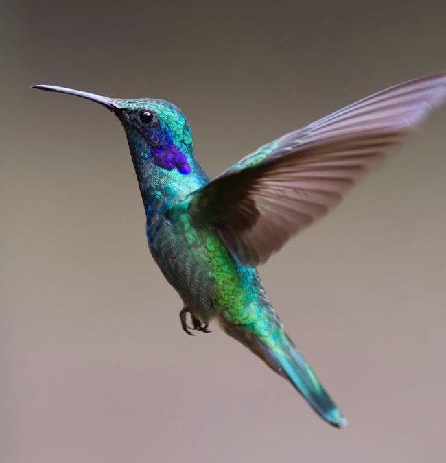 hummingbird-bird-birds-349758-349758.jpg