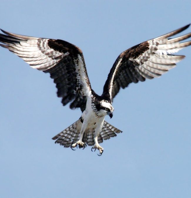 osprey-adler-bird-of-prey-raptor-73825-73825.jpg